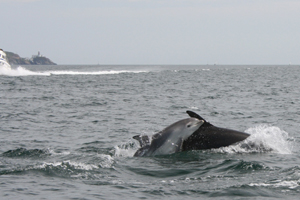 Bottlenose dolphin, Dublin Bay, Howth in background © Susan Early